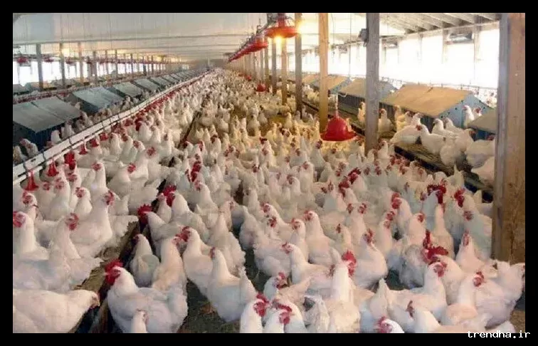 قیمت جدید مرغ به‌طور رسمی اعلام شد