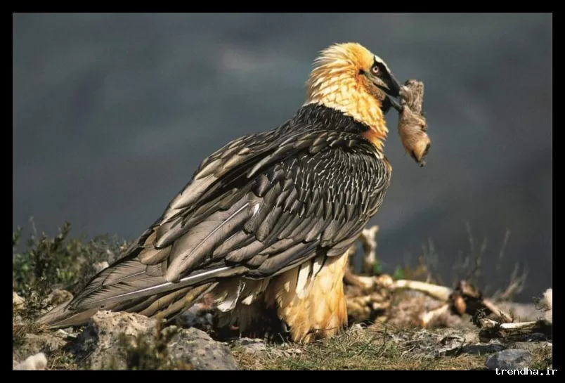 کشف آثار تاریخی 600 ساله در لانه‌های کرکس‌های استخوان‌خوار در اسپانیا