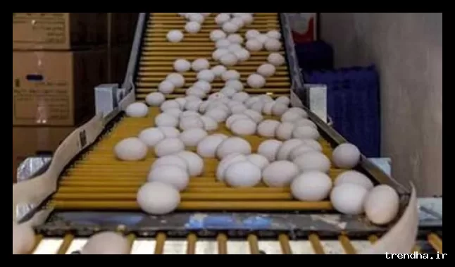 قیمت تخم‌مرغ دانه‌ای به حدود ۱۳ هزار تومان کاهش یافت.