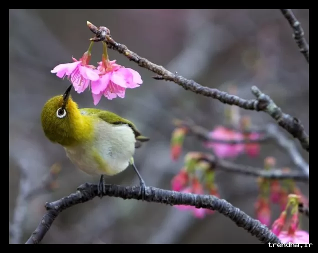 سیزده بدر ۱۴۰۵ در چه روزی برگزار می‌شود؟