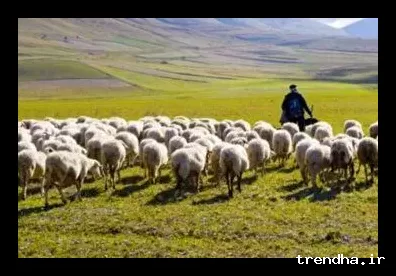 قیمت جدید دام زنده در ۷ اسفند ۱۴۰۴ اعلام شد